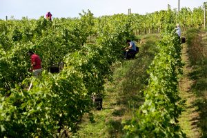 situacion-del-vinedo-txakoli